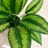 Nine watermelon leaves Application Scenario